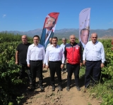 HATAY’DA 85 BİN TON ÜZÜM REKOLTESİ BEKLENİYOR